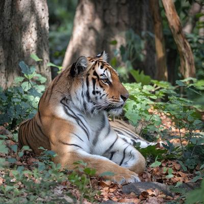 Primary subject: A tiger sitting in the woods.

Setting/background: The tiger is surrounded by a forest, with trees and leaves in the background.

Visual style: The image is a photo of the tiger in its natural habitat.

Colors and mood: The tiger is the main focus of the image, and its orange and black stripes create a striking contrast against the greenery of the forest. The overall atmosphere is serene and peaceful, as the tiger appears to be relaxing